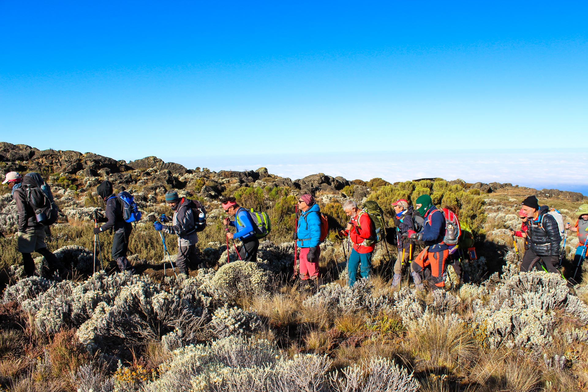 Elephant herd in the savannah